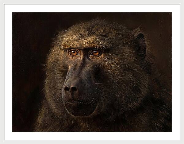 Regal Baboon Closeup 603