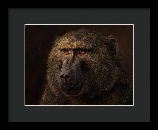 Regal Baboon Closeup 603