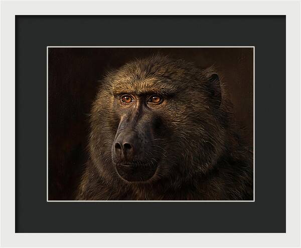 Regal Baboon Closeup 603