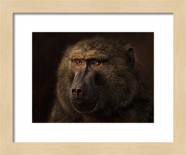 Regal Baboon Closeup 603