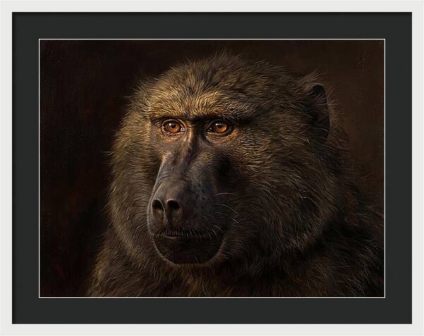 Regal Baboon Closeup 603