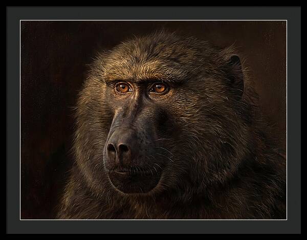 Regal Baboon Closeup 603
