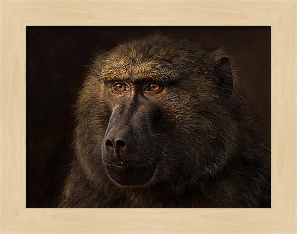 Regal Baboon Closeup 603