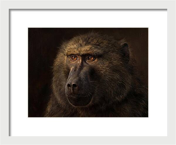 Regal Baboon Closeup 603