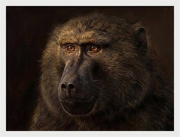 Regal Baboon Closeup 603