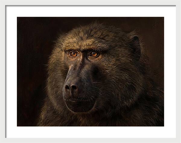 Regal Baboon Closeup 603