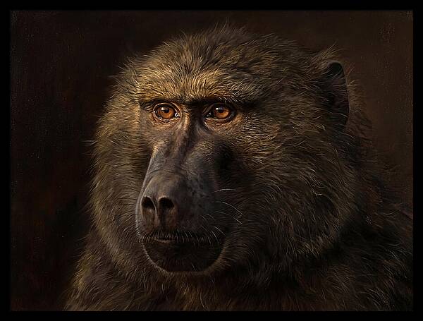 Regal Baboon Closeup 603