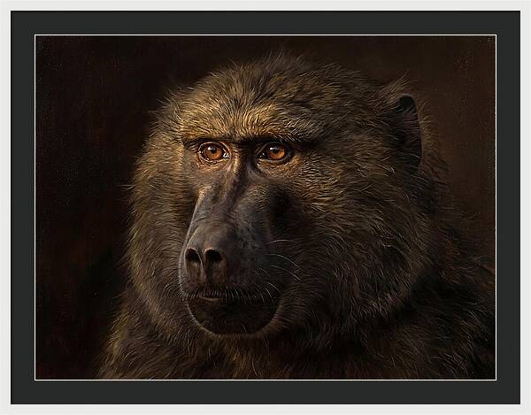 Regal Baboon Closeup 603