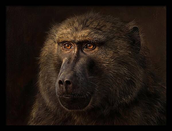 Regal Baboon Closeup 603