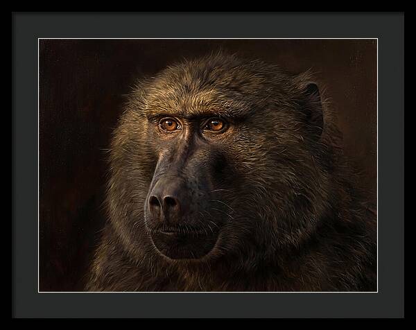 Regal Baboon Closeup 603