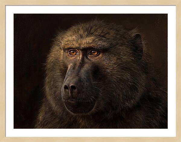 Regal Baboon Closeup 603