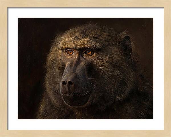Regal Baboon Closeup 603