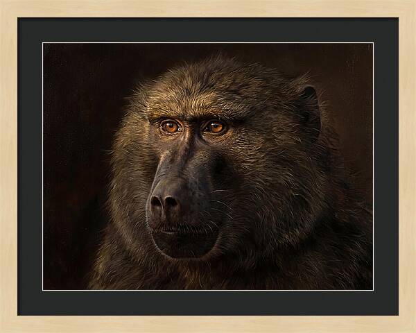 Regal Baboon Closeup 603