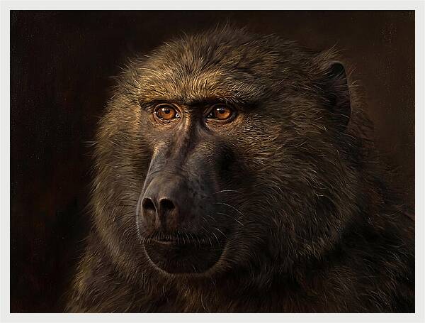 Regal Baboon Closeup 603