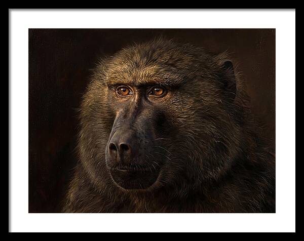 Regal Baboon Closeup 603