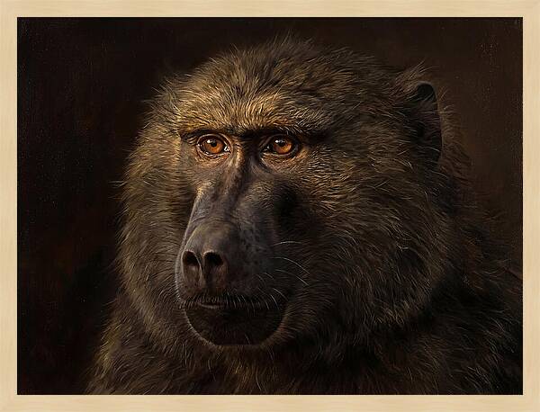 Regal Baboon Closeup 603