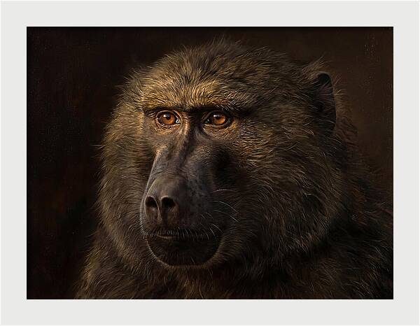 Regal Baboon Closeup 603