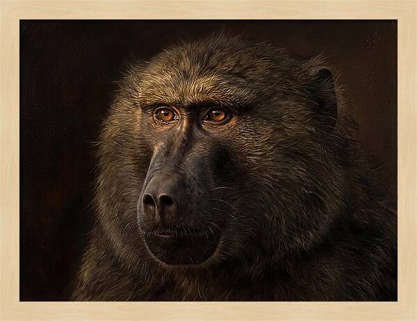 Regal Baboon Closeup 603