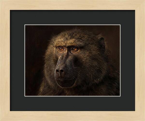 Regal Baboon Closeup 603
