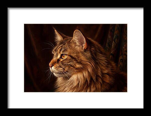 Regal Maine Coon Presence