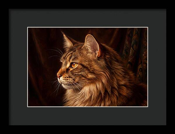 Regal Maine Coon Presence