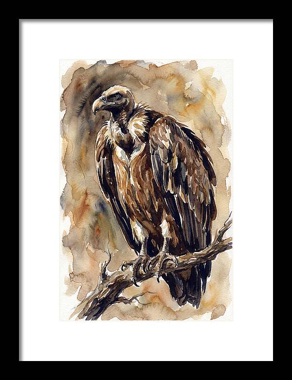 Regal Vulture Observation