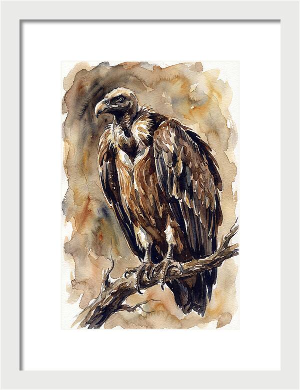 Regal Vulture Observation