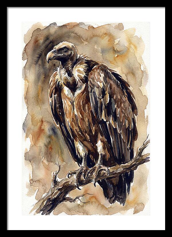 Regal Vulture Observation