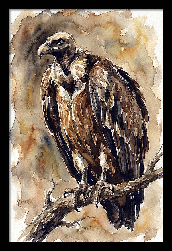 Regal Vulture Observation