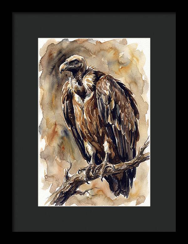Regal Vulture Observation