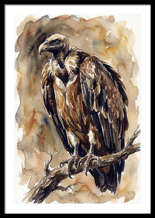 Regal Vulture Observation