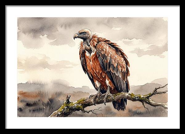 Regal Vulture Resting