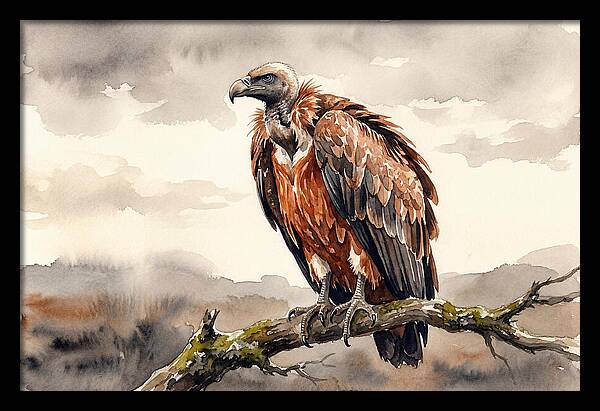 Regal Vulture Resting