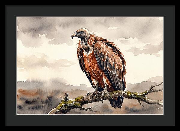 Regal Vulture Resting