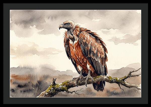 Regal Vulture Resting