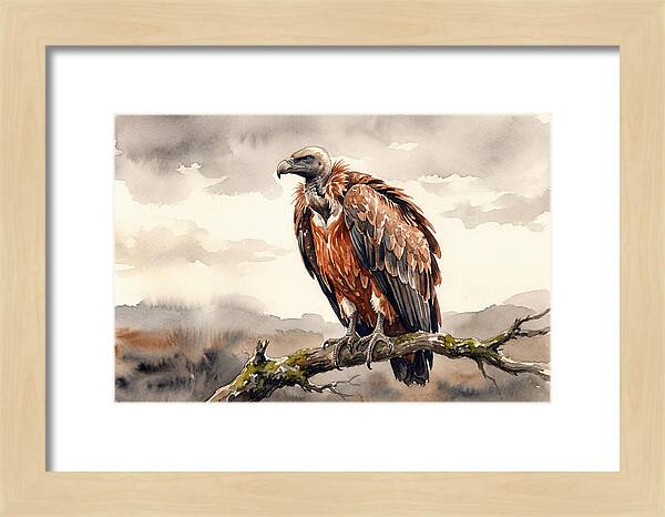 Regal Vulture Resting