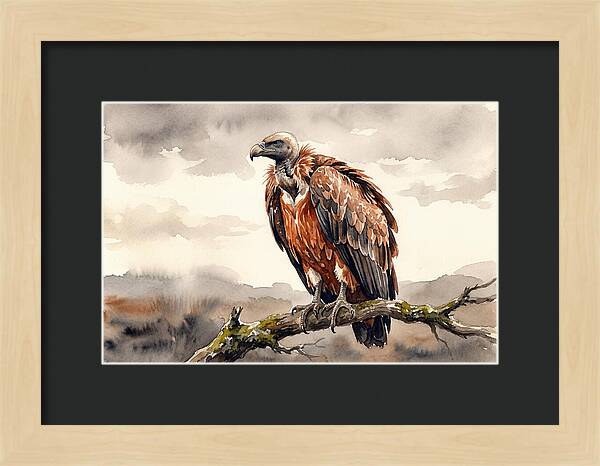 Regal Vulture Resting