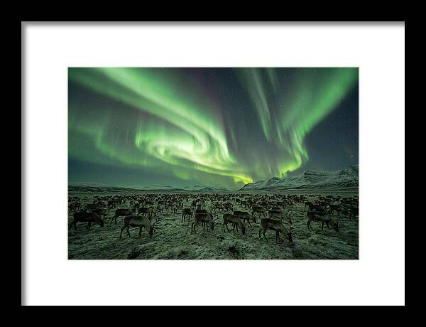 Reindeer Under Northern Lights
