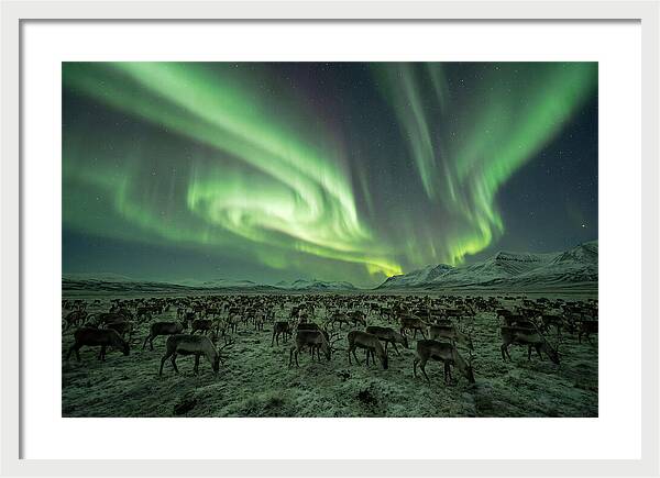 Reindeer Under Northern Lights