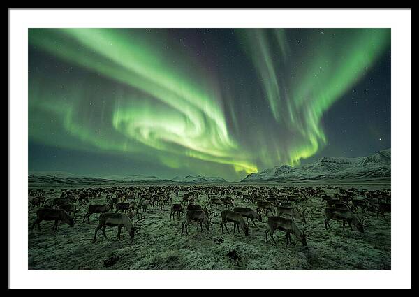 Reindeer Under Northern Lights