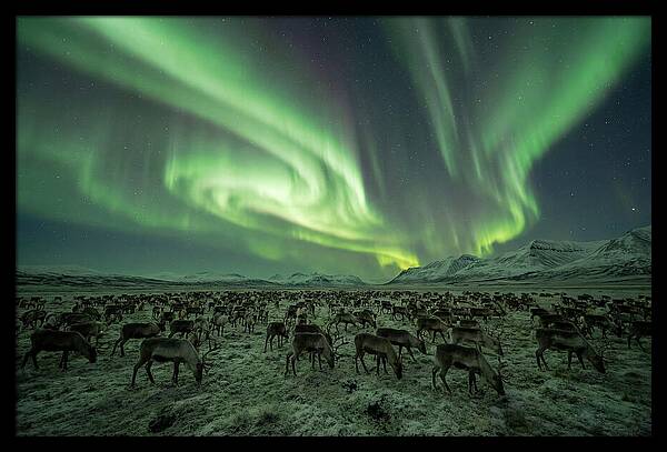 Reindeer Under Northern Lights