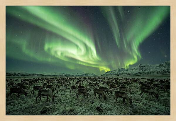 Reindeer Under Northern Lights
