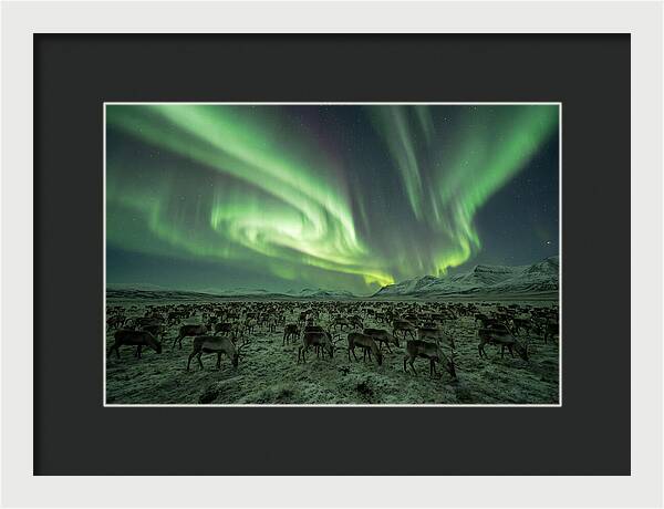 Reindeer Under Northern Lights
