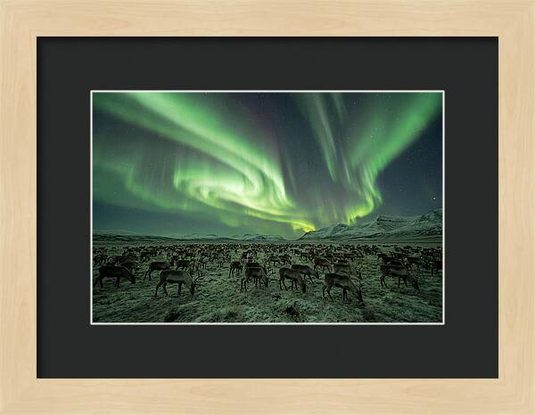 Reindeer Under Northern Lights
