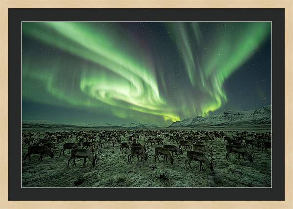 Reindeer Under Northern Lights