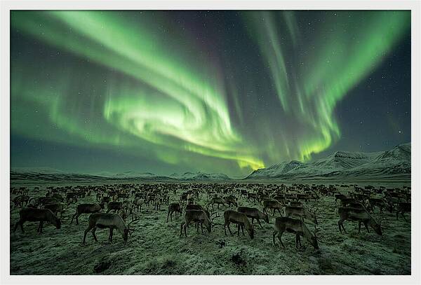 Reindeer Under Northern Lights