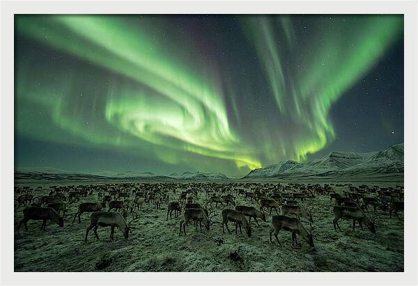 Reindeer Under Northern Lights