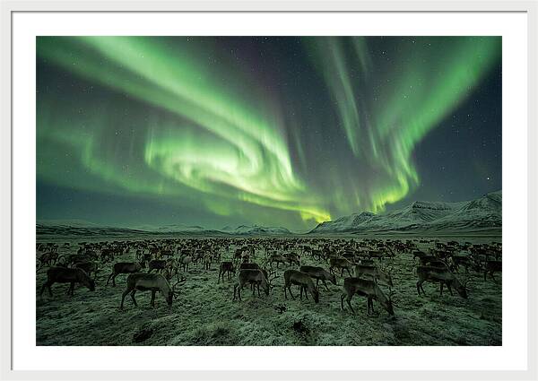Reindeer Under Northern Lights