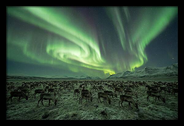 Reindeer Under Northern Lights