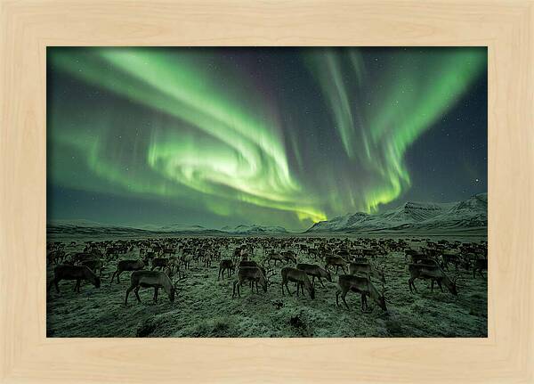 Reindeer Under Northern Lights